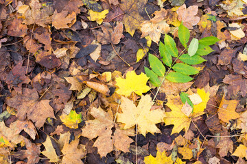 autumn leaves background