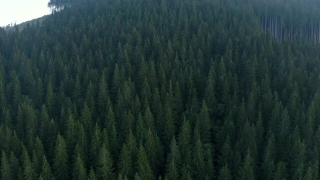 Evergreen forest of the Ukrainian Carpathians, top view, drone flight over the forests of the Carpathians.2020