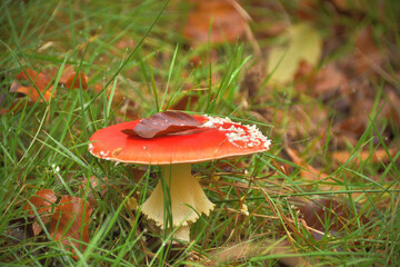 Ein Bild einem Fliegenpilz im Herbstgras