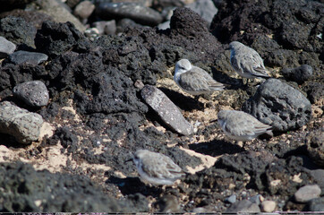 Flock of sanderling Calidris alba in Arinaga. Aguimes. Gran Canaria. Canary Islands. Spain.