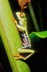 Agalychnis callidryas