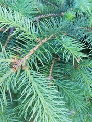 pine needles