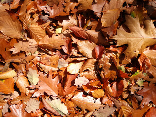 fallen autumn leaves