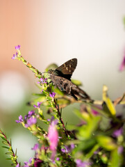 brown speckled butterfly in a bush of flowers