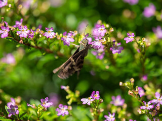 brown speckled butterfly in a bush of flowers