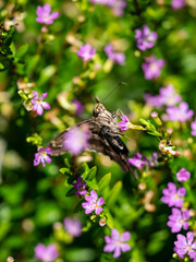 brown speckled butterfly in a bush of flowers