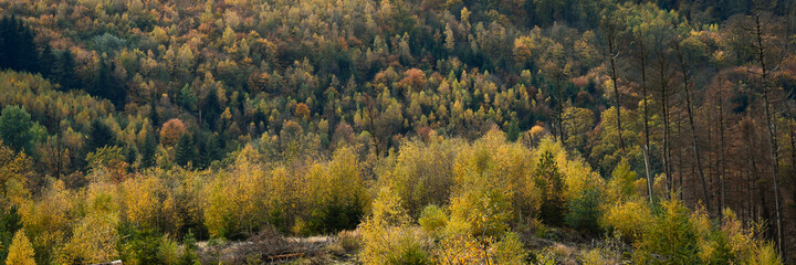 Panorama of autumn forest landscape 