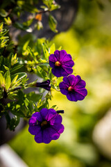 Purple flowers in a garden