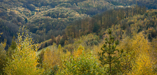 Obraz premium Panorama of autumn forest landscape 