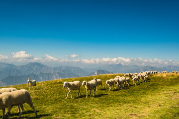 Schafherde auf dem Monte Baldo