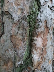 bark of a tree