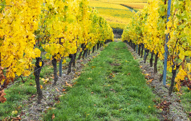 Fototapeta na wymiar View into the rows of a vineyard in the Rheingau / Germany with yellow colored vines