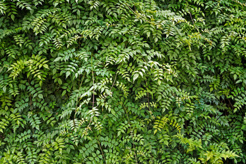 Climber plants background, Ouro Preto, Brazil