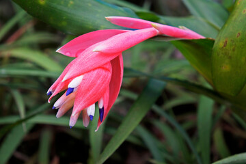 Bromeliad inflorescence (Billbergia sp.) on garden, Rio, Brazil