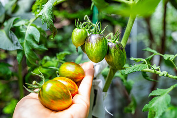 Macro closeup of green variety of small grape tomatoes cluster group hanging growing on plant vine...