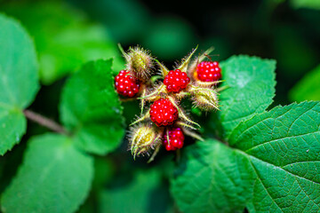 Hanging many red ripe wineberries wine berries macro closeup showing detail and texture in Virginia ripening on plant bush garden farm with green leaves