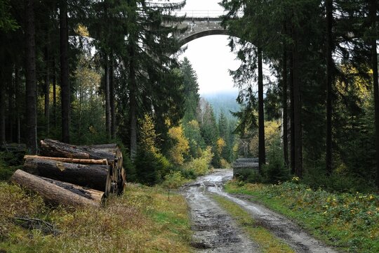 Wandern in Th&uuml;ringen und Th&uuml;ringen entdecken.  - Wanderweg unter dem Viadukt der stillgelegten, sogenannten Max und Moritz Eisenbahnlinie im Finsteren Grund zwischen Lichte und Ernstthal.