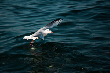 seagull on the water