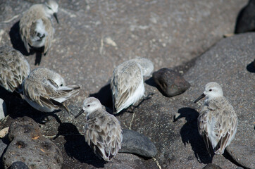 Sanderling Calidris alba preening in Arinaga. Aguimes. Gran Canaria. Canary Islands. Spain.