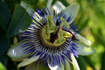 Nahaufnahme einer Passionsblume