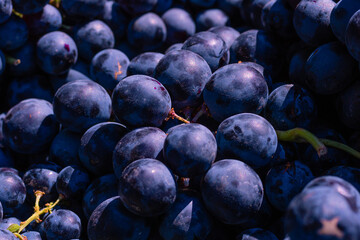 Blue grapes in focus. Fresh fruits background photo. Raw fruits. Organic fruits background photo. Grape harvesting. 