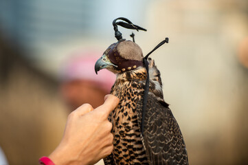 Portrait of a Falcon with a cap on his head, showing his beak and beautiful feathers with blurred background 