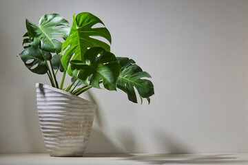 Monstera plant in cement pot © U2M Brand