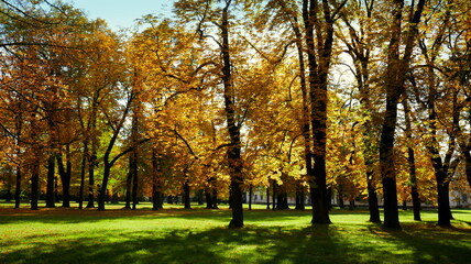 herbstliche gelbe Laubbäume im Park im Gegenlicht