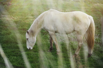 Obraz na płótnie Canvas White horse grazing in a meadow