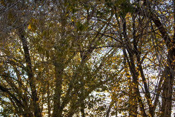 Santa Fe Trees