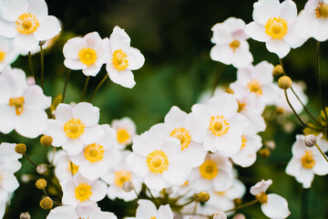 white flowers in the garden