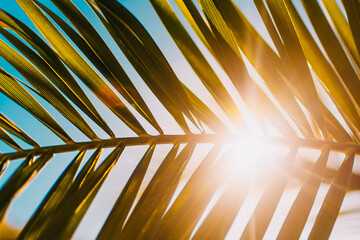 Sun shining through palm tree leaf © agacat