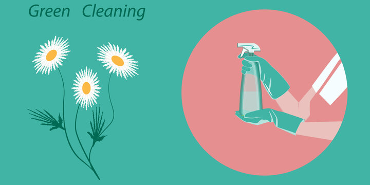 Green ecological cleaning. Chamomile bouquet. Hands in rubber gloves hold spray - vector. Eco natural cleaning products. Zero waste lifestyle.