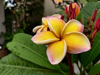 Fototapeta na wymiar yellow frangipani flower