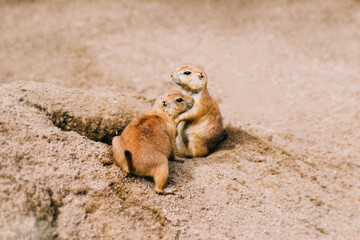 cute prairie dogs on the ground next to their cave
