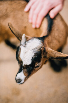 Cute baby pet goat 