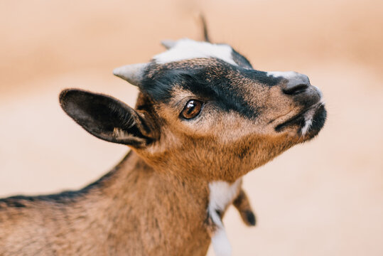 Cute baby pet goat 