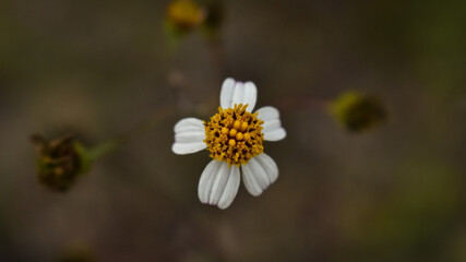 Obraz premium Bidens biternata