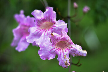 Podranea ricasoliana