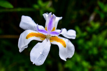 Obraz premium Grandiflora