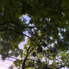 trees and sky