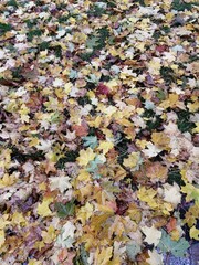 autumn leaves background