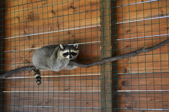 Raccon in Lipetsk zoo garden