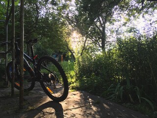Fototapeta na wymiar bicycle in the forest