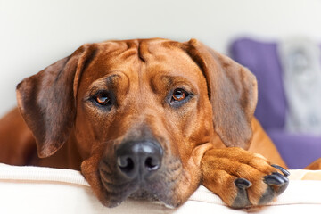 Obraz premium Laying dog close up. Rhodesian ridgeback.