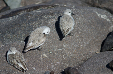 Fototapeta premium Sanderling Calidris alba in Arinaga. Aguimes. Gran Canaria. Canary Islands. Spain.