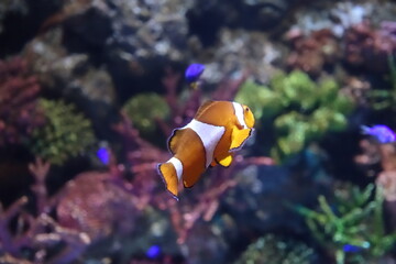 Fototapeta na wymiar a clownfish in the sea