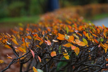 autumn shrubs