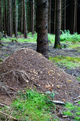 Ameisenhaufen im Wald Hochformat