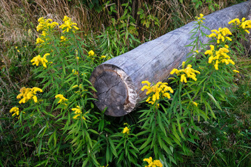 log in grass